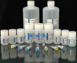 HPV DNA質控品